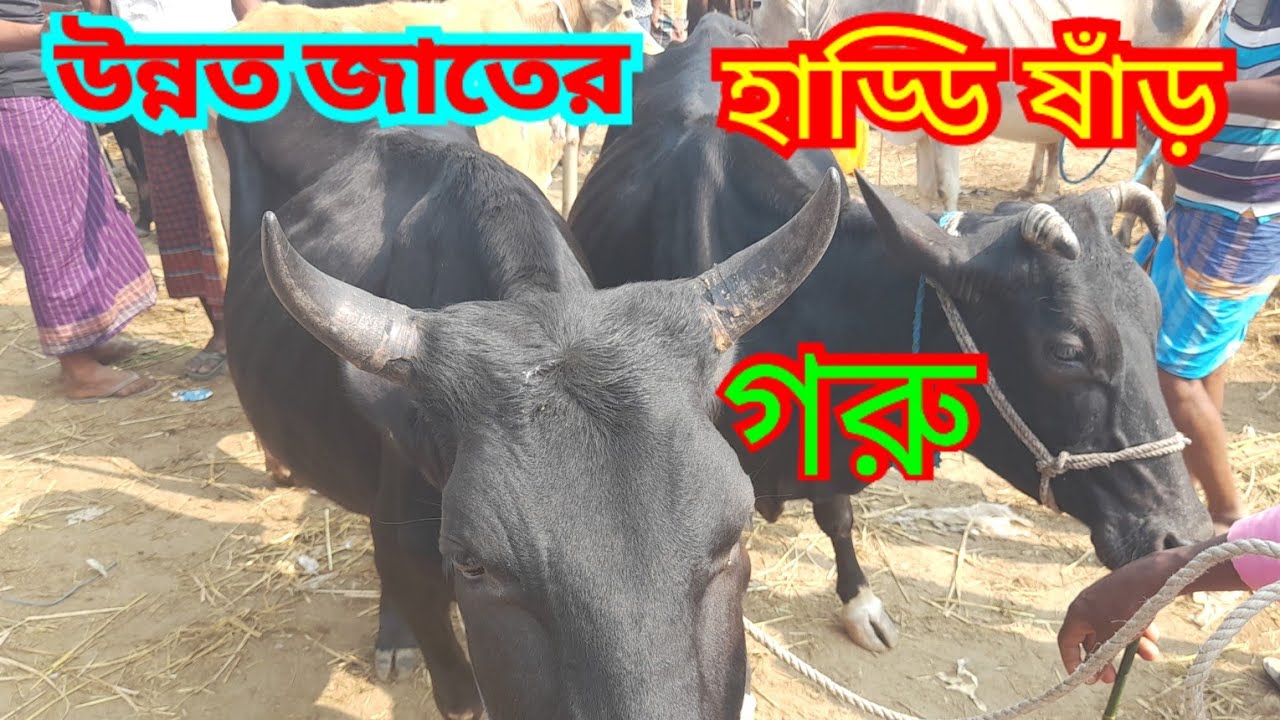 হাড্ডি ষাঁড় গরু ক্রয় করুন বিভিন্ন জাতের বসোনিয়ার হাটে। Nondi TV ।