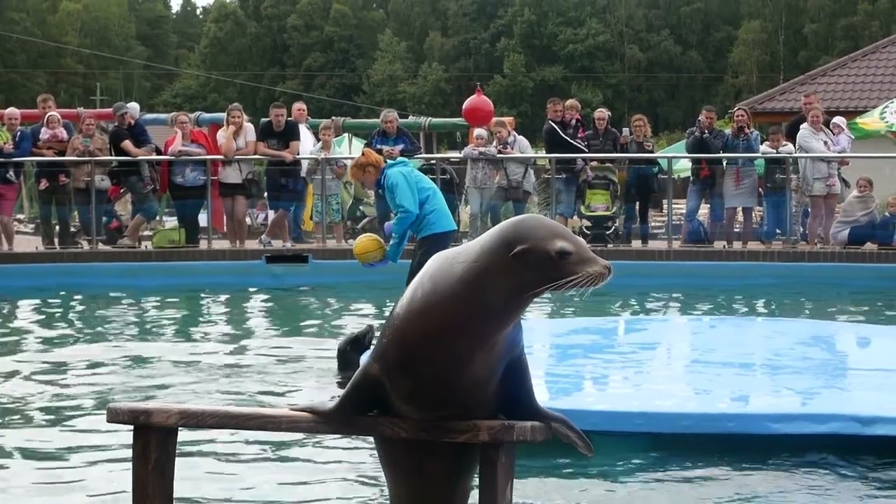 SeaPark, Sarbsk, pokaz uchatek, 2017 r.