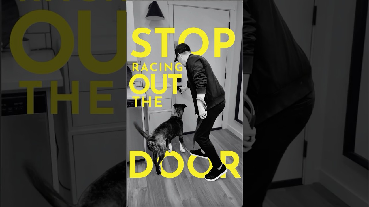 How to teach your dog not to dart out the door  #dogtraining  #puppytraining #yourdog #puppy