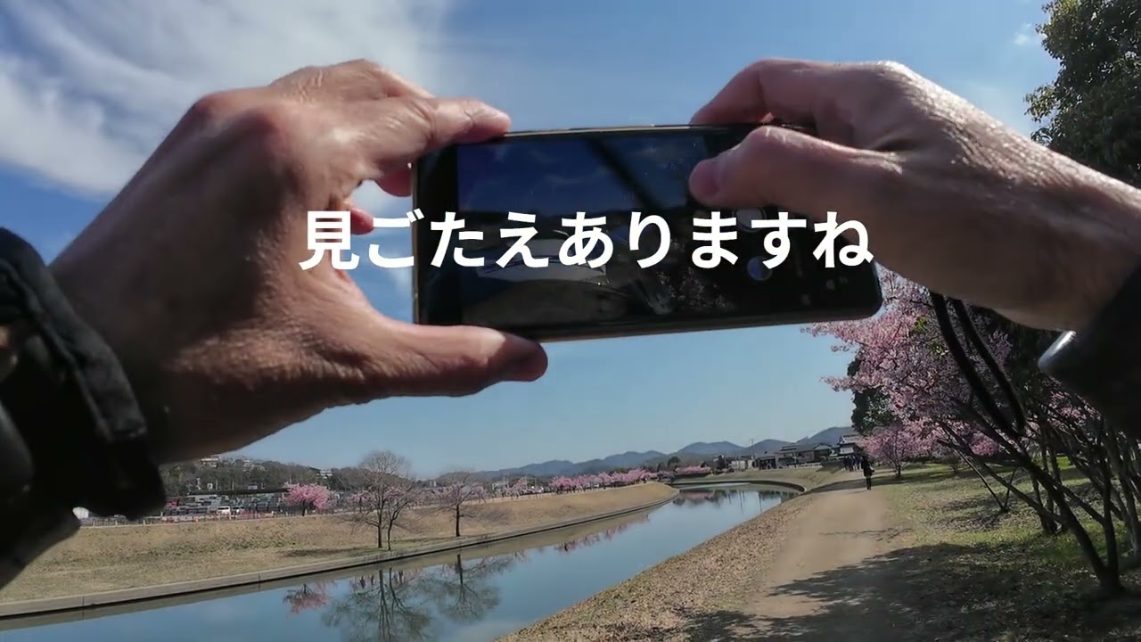倉敷川河津桜（2026/3/11）