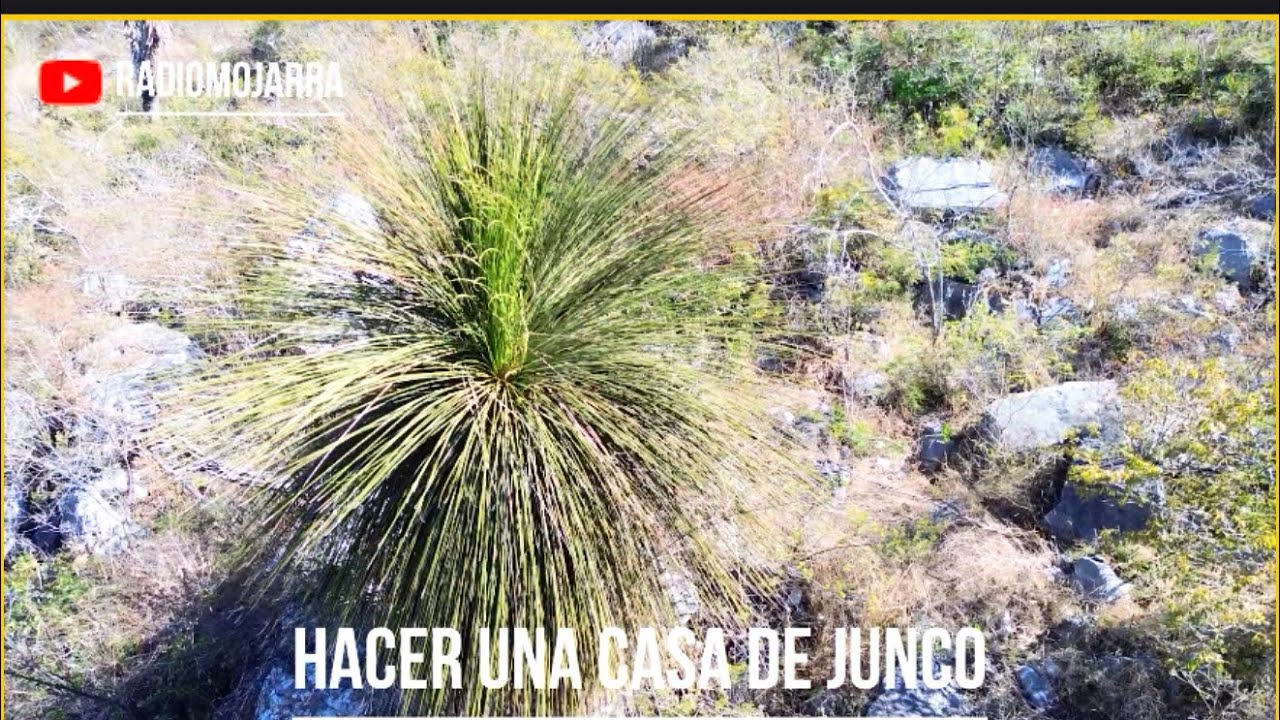 Como ven muchachos hacemos una casa de Junco 