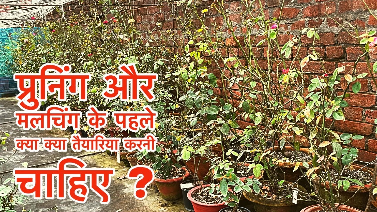 गुलाब में प्रुनिंग से पहले क्या क्या तैयारिया करनी चाहिए //मलचिंग में कौन कौन सा फर्टिलाइजर लगेगा ?