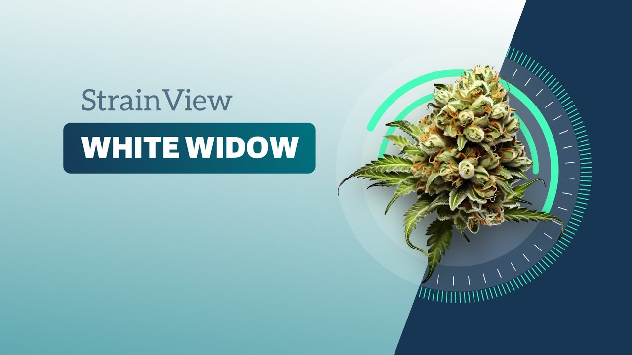 White Widow - StrainView