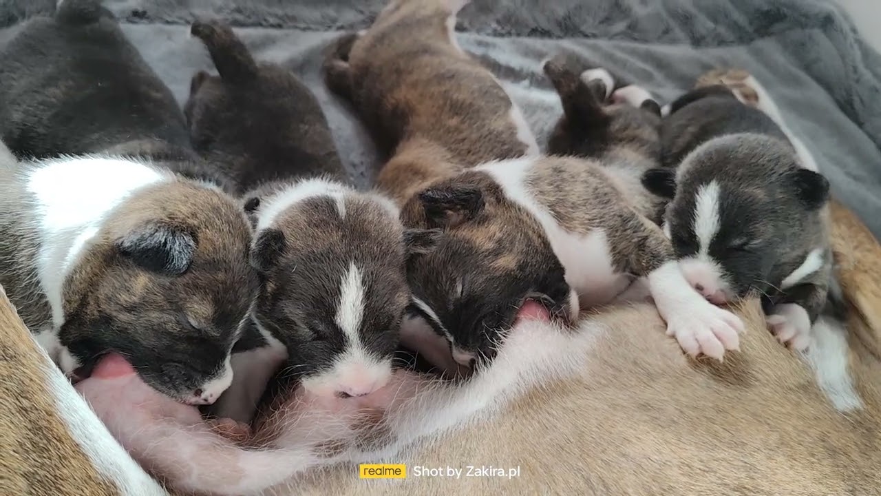Miot Tiger basenji Zakira FCI