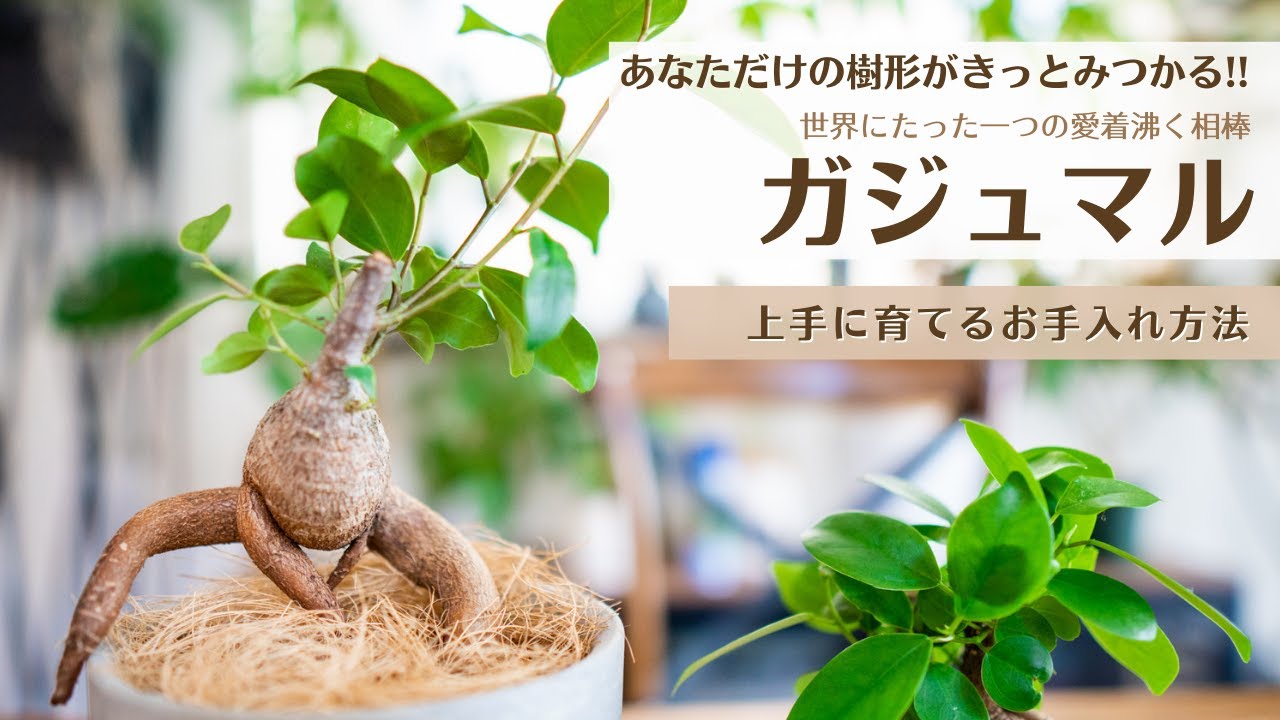 【世界にたった一株の相棒！】ガジュマルの上手な育て方