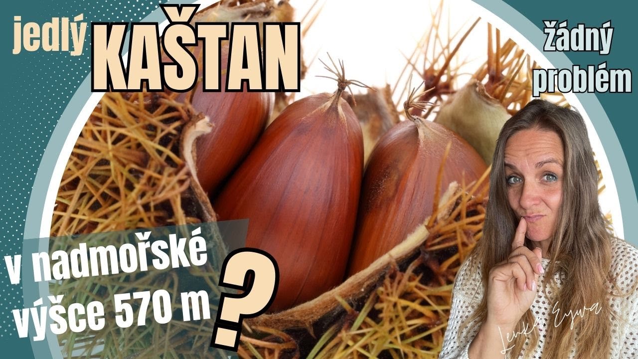 Jedlý kaštan v nadmořské výšce 570 m.n.m? Bez problémů.