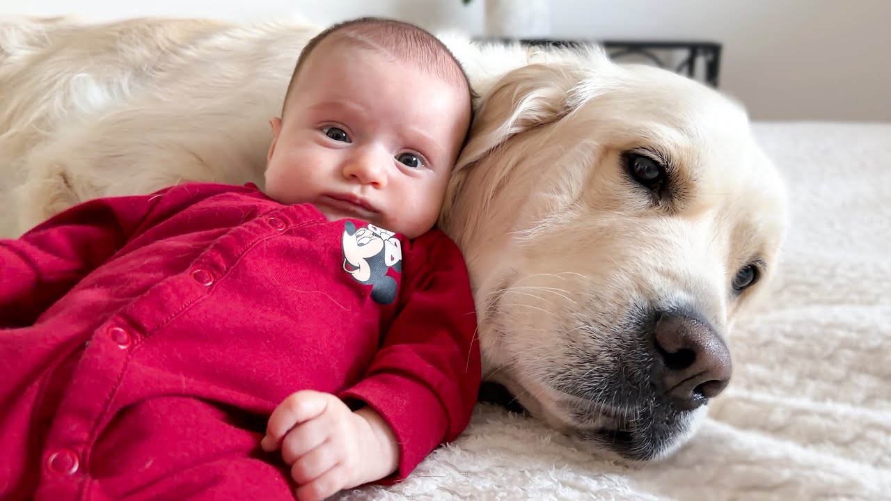 Baby Uses Her Golden Retriever as the Comfiest Bed