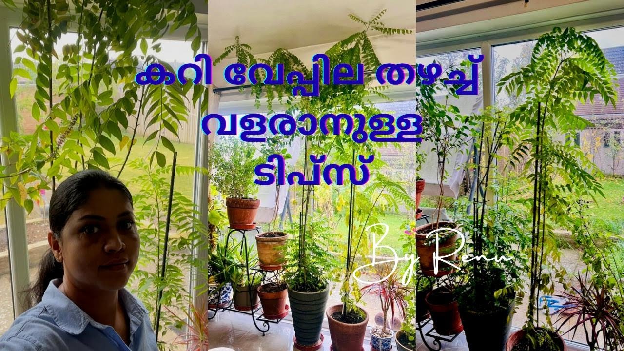 Curry Leaves Plant#easy tips for curry leaves growth#youtube#കറിവേപ്പില തഴച്ചു വളരാനുള്ള ടിപ്സ്#uk