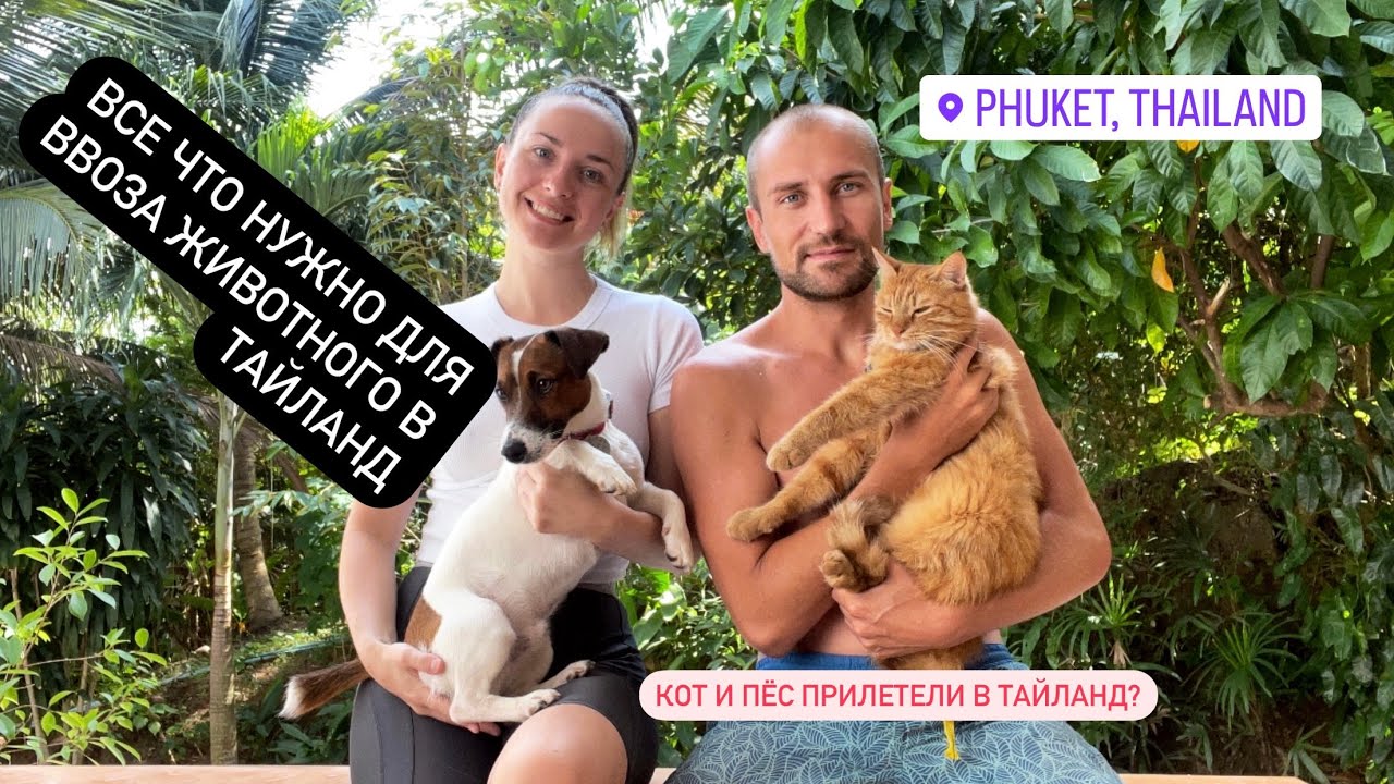 Как организовать перелет кошке , собаке в Таиланд, Пхукет // перевезти животное в Тайланд