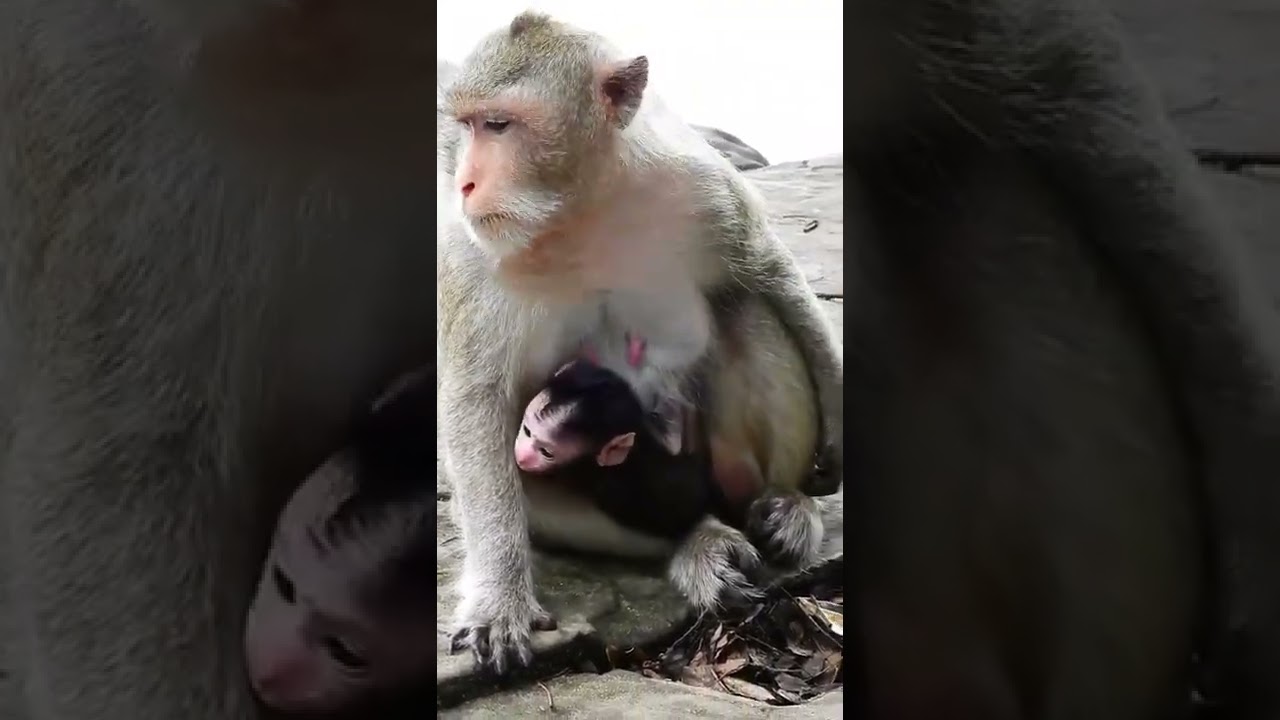 Cute Baby Monkey Cinn #Shorts 197