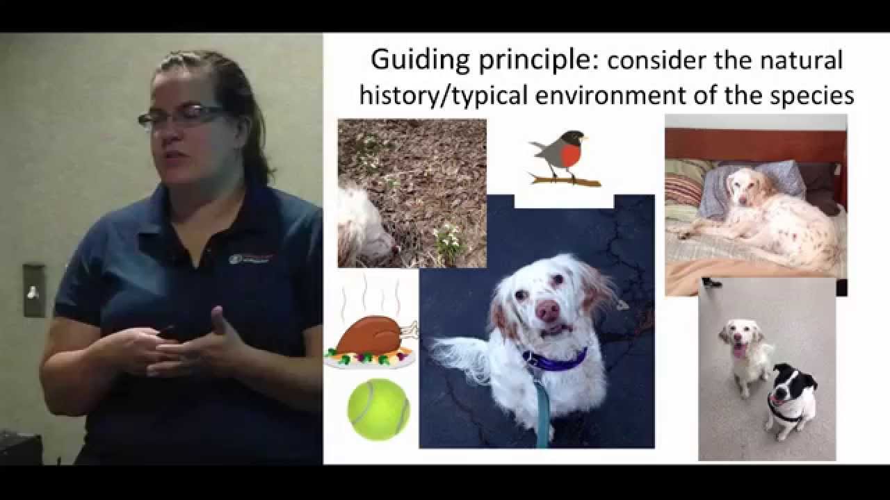 Enrichment for Shelter Dogs - conference recording