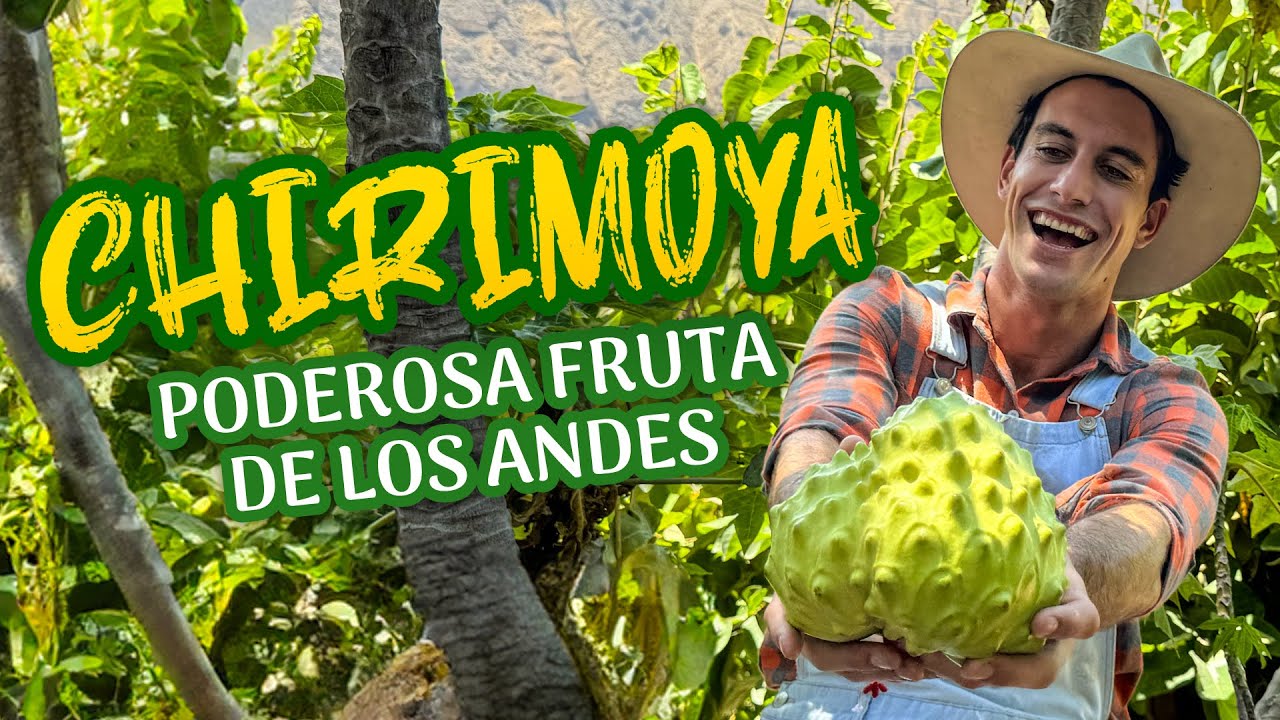 Huari y la ruta de la Chirimoya: Conoce la poderosa fruta de los Andes 😎 | Agricooltores