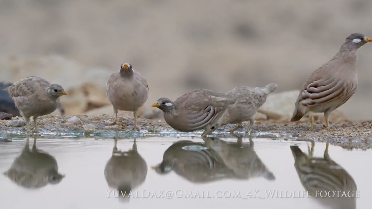 Sand partridge السفرج (الحجل الرملي)