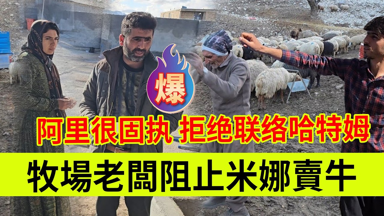 贾姆希德怕哈希姆趁虚而入，阿里很固执，拒绝联络哈特姆，牧场老板不建议米娜现在卖牛。伊朗女人米娜纪录片最新后续
