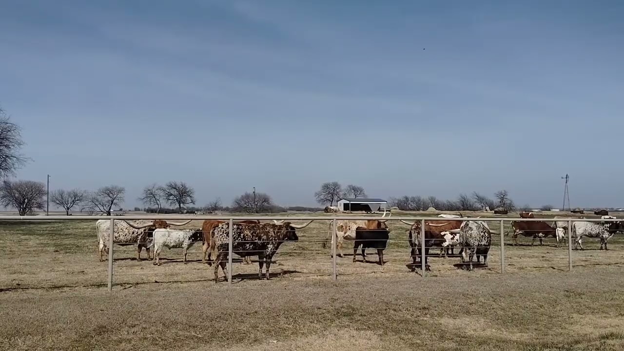 Cattle In Celina, Texas
