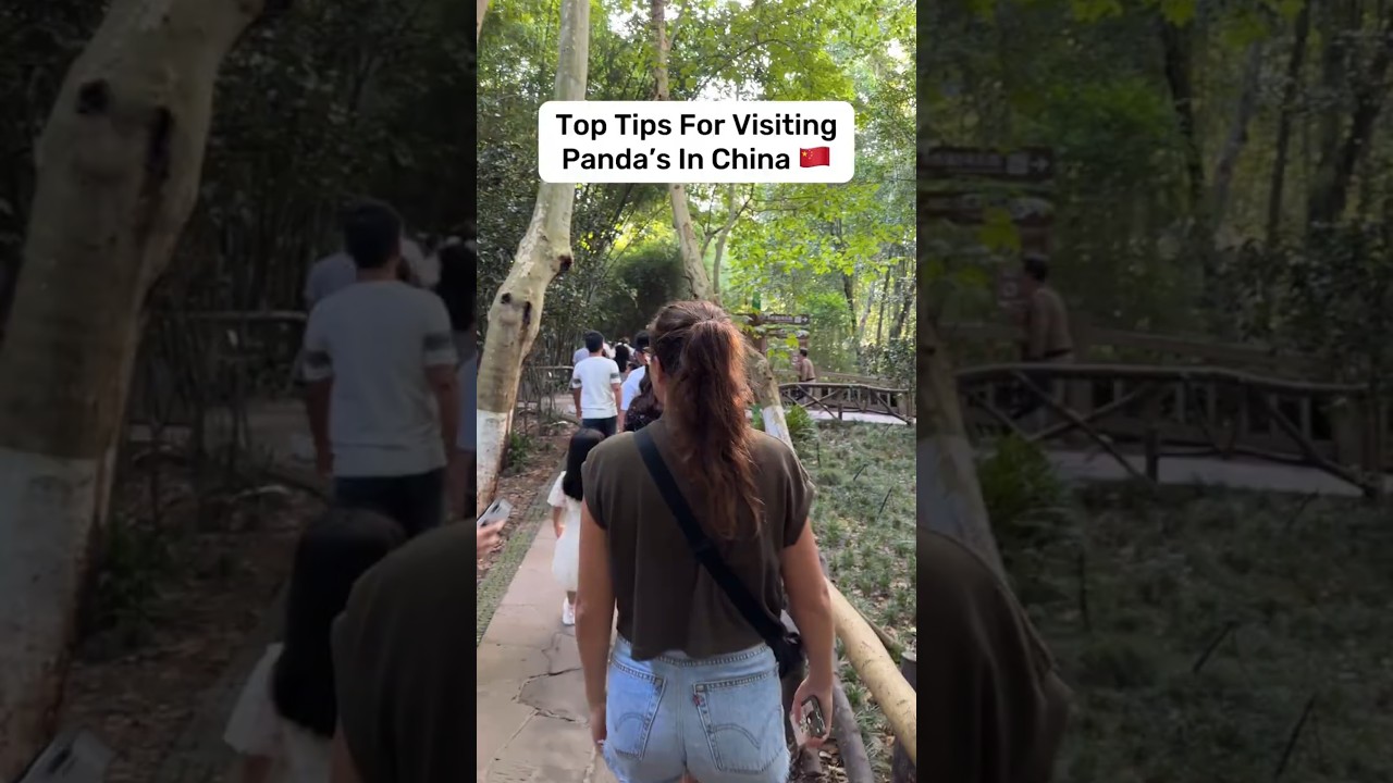 Top Tips to see PANDAS in China 🐼🇨🇳 Travel Vlog #panda #china #chinatravel #travelvlog #traveltips