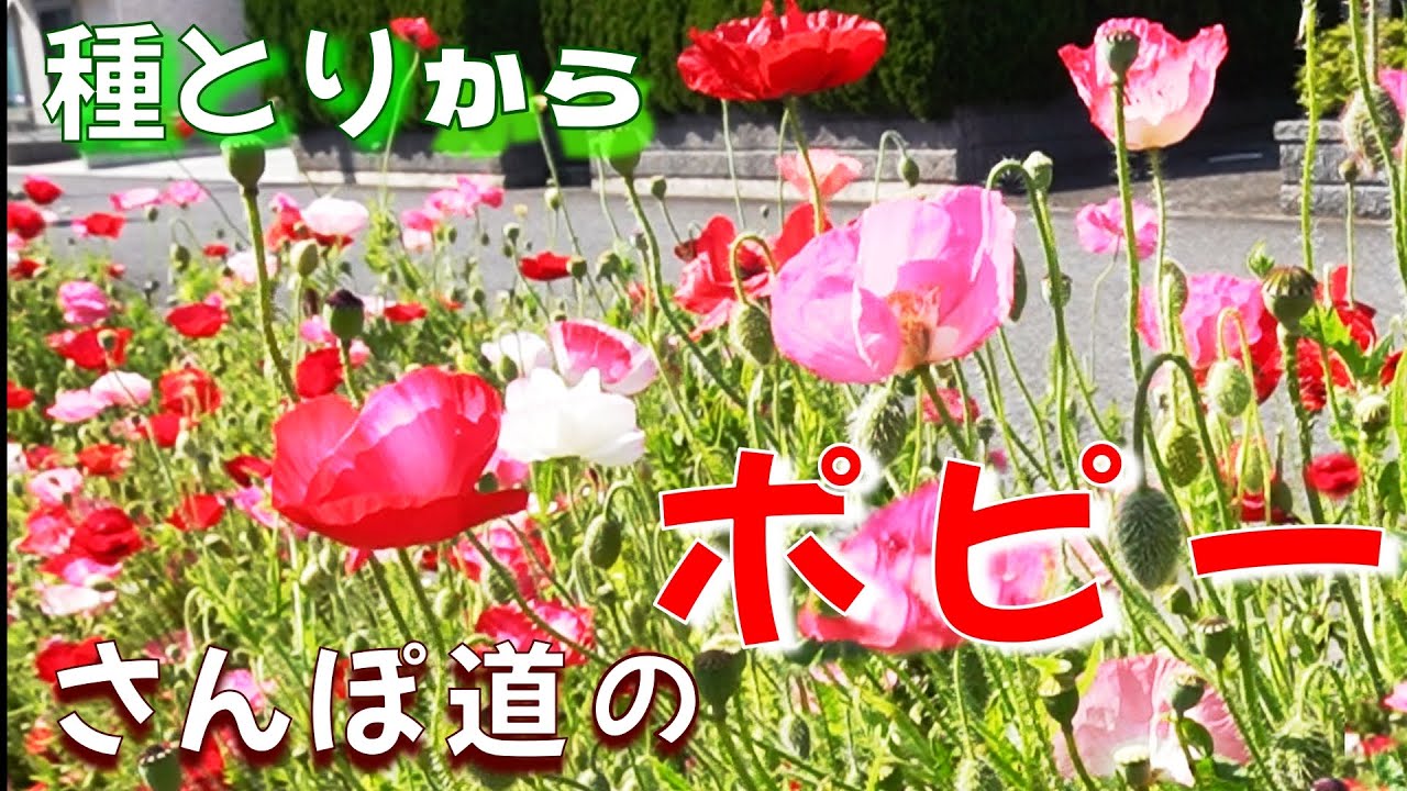 【道沿いのポピー】去年のお花の種を採取して種を蒔き開花までの記録