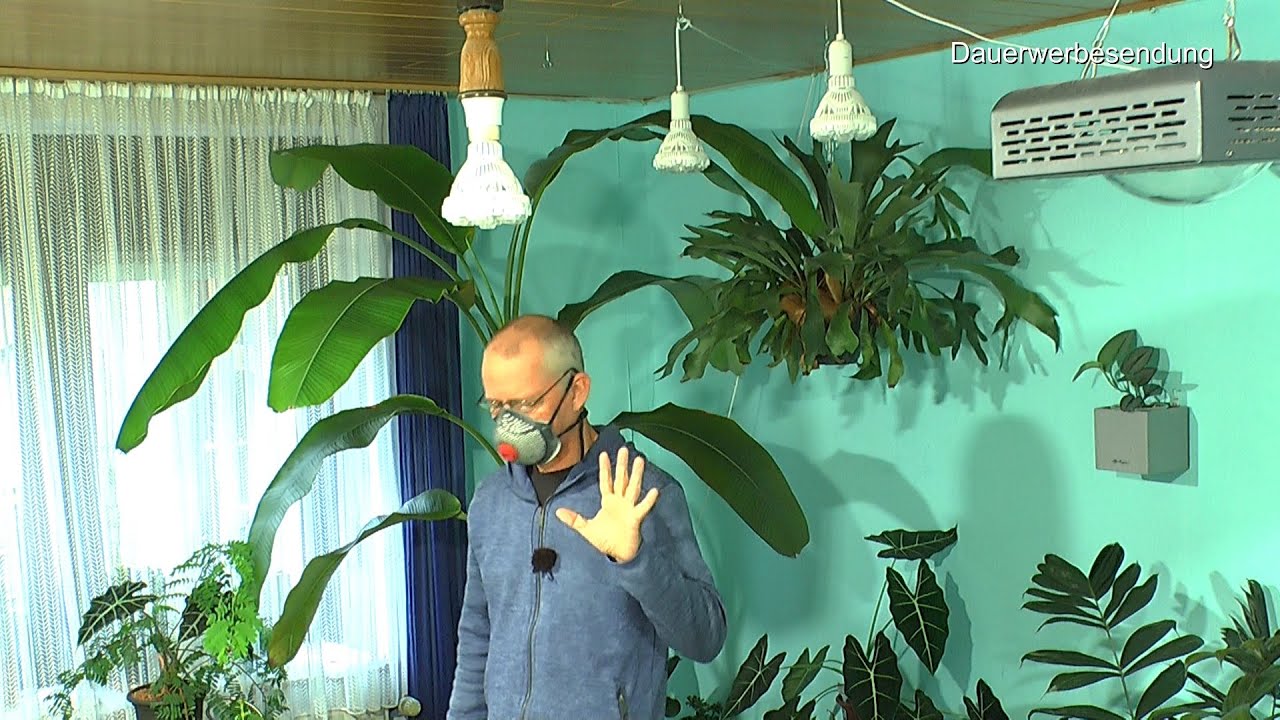 Wollläuse an der Banane. Grüne Wand strukturieren und Einpflanzen kleiner Pflanzen