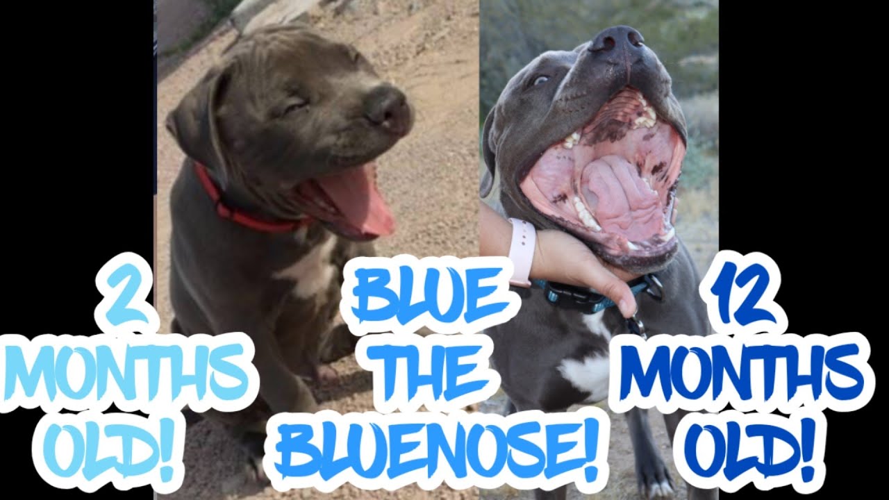 1 year old Bluenose Pitbull timeline!