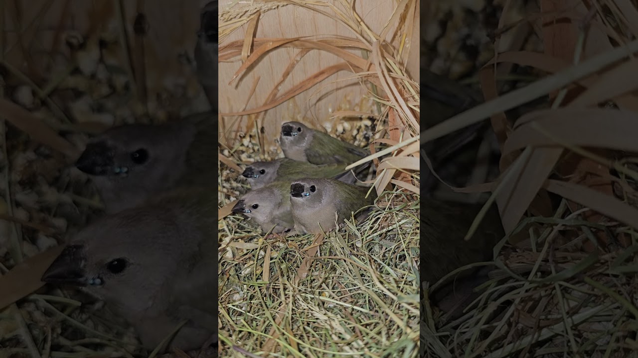 амадины гульда- ожидаем вылет из гнезда #amadina #gouldianfinch #ladygouldian #амадины#птицы#shorts