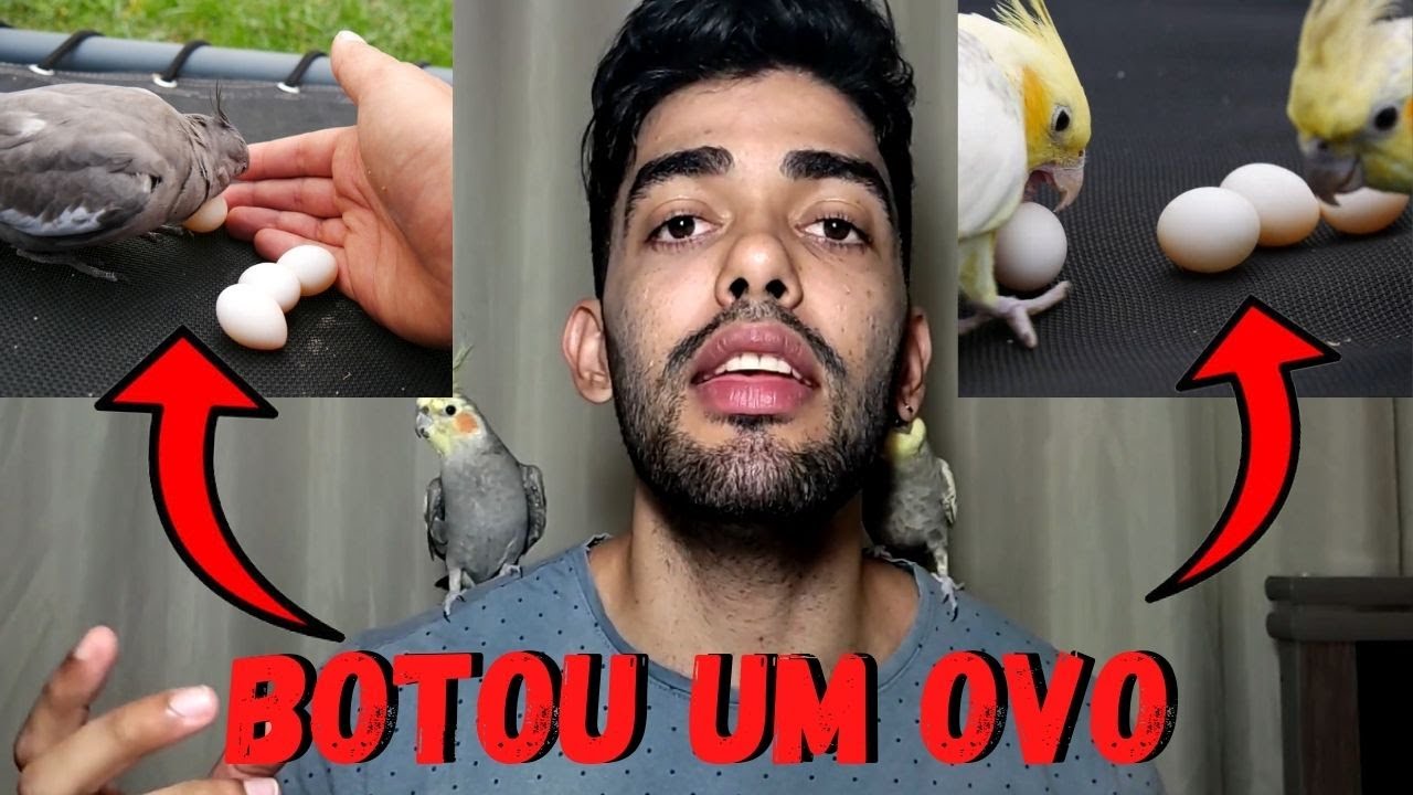 CALOPSITA BOTOU UM OVO E AGORA? [O QUE FAZER?]