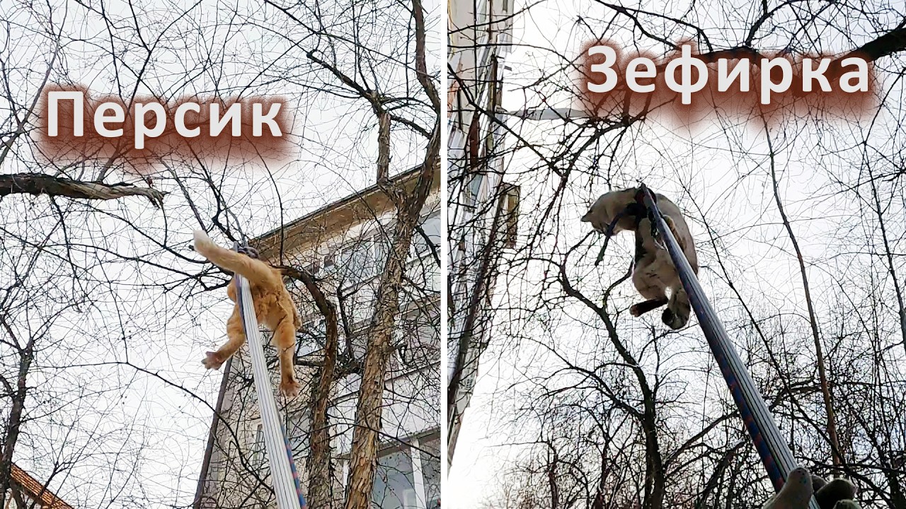 Зефирка, Персик и другие шерстяные