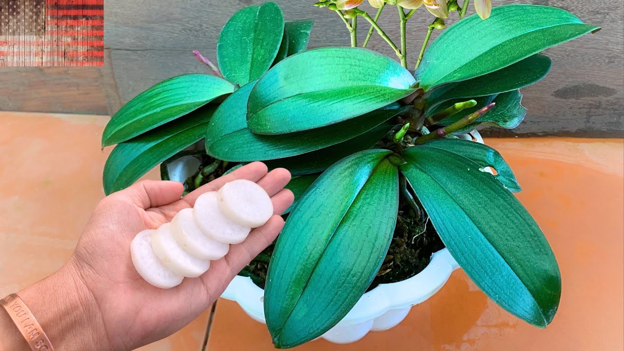 Secret to Blooming Orchids: Endless Roots and Flowers!