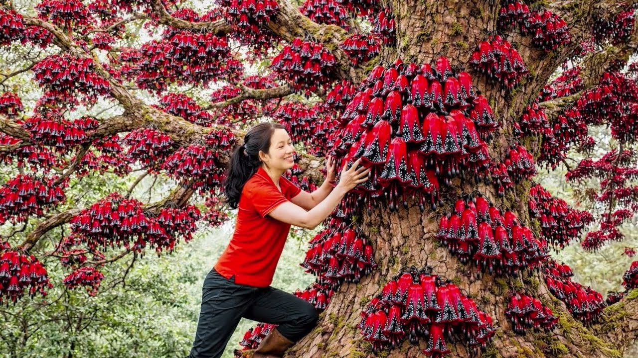 Harvesting many bell apples  and goes to market sale# harvest#marketsale#pomigrant