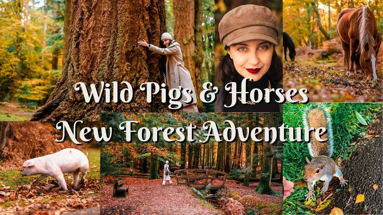 Relaxing Nature Walk | Hidden Wildlife in The New Forest