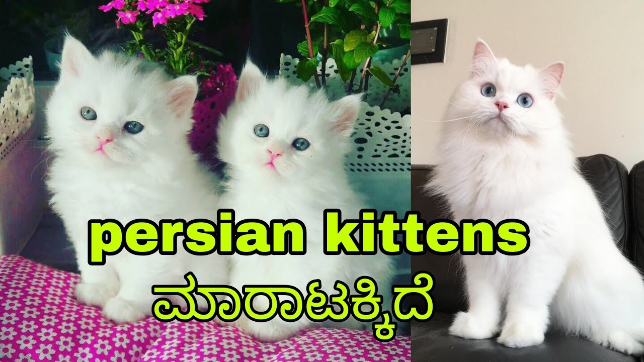 White color persian kittens available 