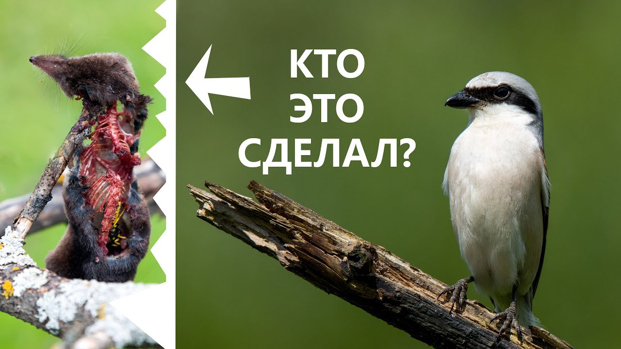 Самая маленькая хищная птица. Сорокопут-жулан - охотник с крючком на клюве