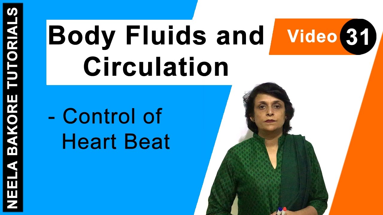 Body Fluids and Circulation | NEET | Control of Heart Beat | Neela Bakore Tutorials