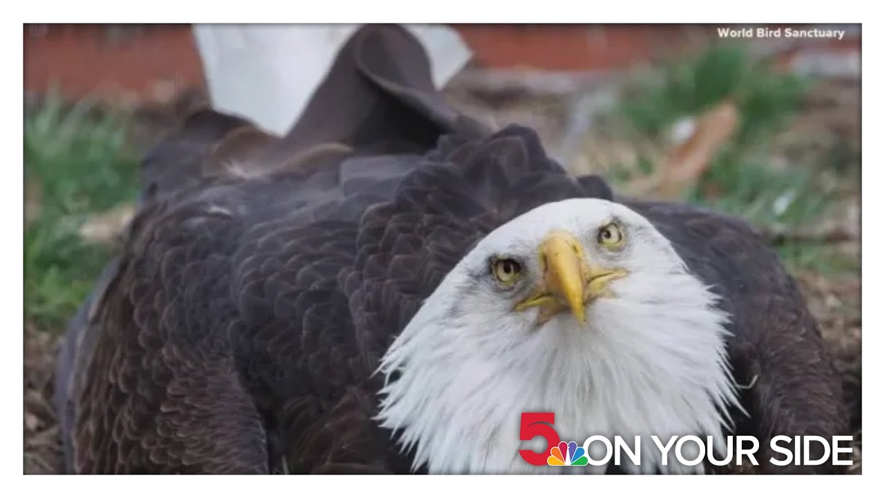 World-renowned Missouri eagle dies during severe storm