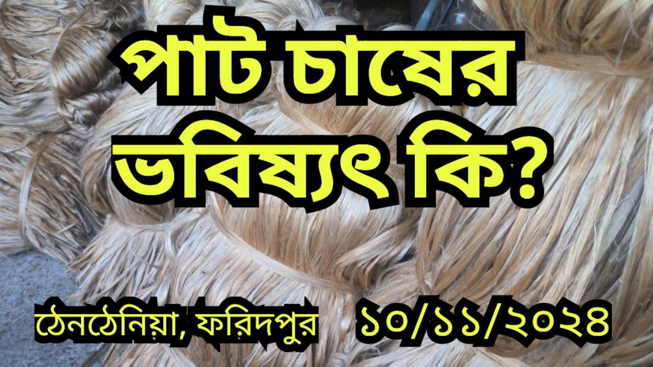 10/11/ 2024 আজকের পাটের বাজার দর | jute wholesale price today Thanthania bazar, Faridpur ||