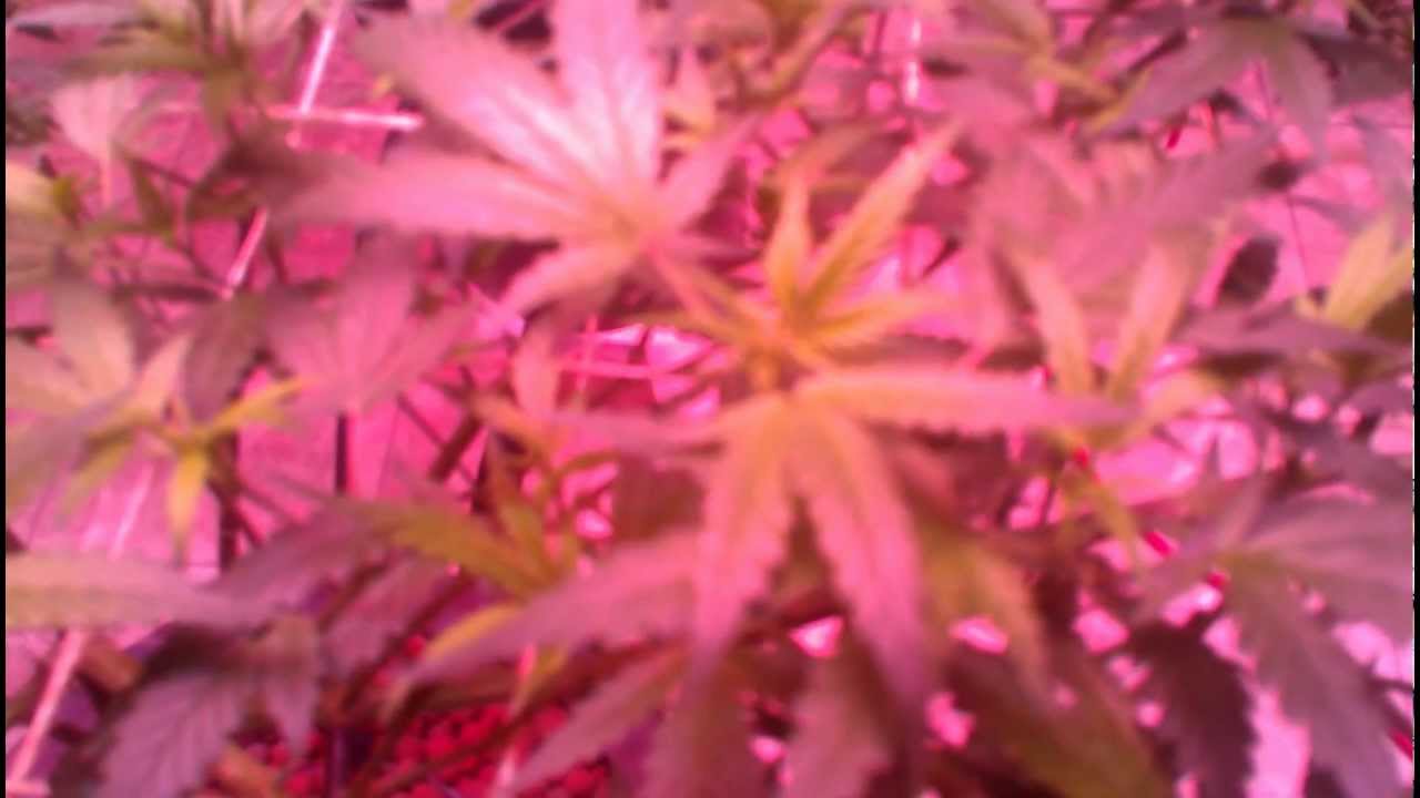 LED Grow Lights Fero 4 x AF-600 Exodus CheeseFlower Day 8 Flower