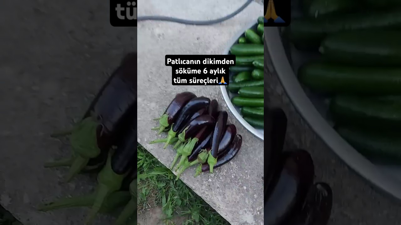 Patlıcan nasıl yetiştirilir? 6 aylık t&uuml;m s&uuml;re&ccedil;👍#ciftci #garden #fruit #tarla #doğa