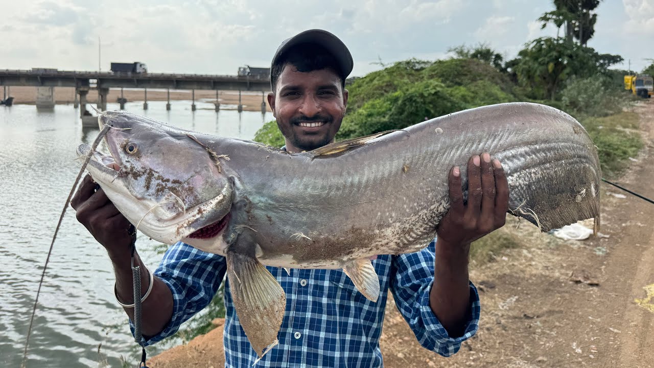Massive wallago Attu fishing caught in river side