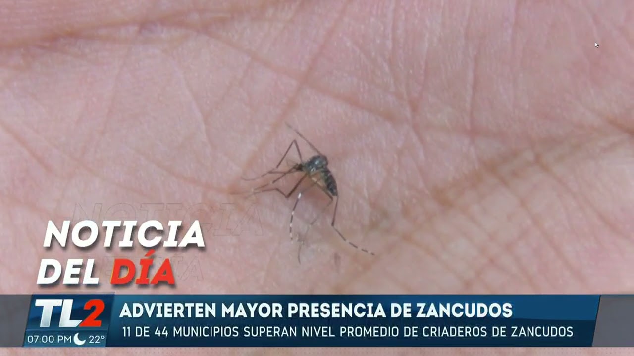Autoridades alertan por criaderos de zancudos y casos sospechosos de dengue. TL2
