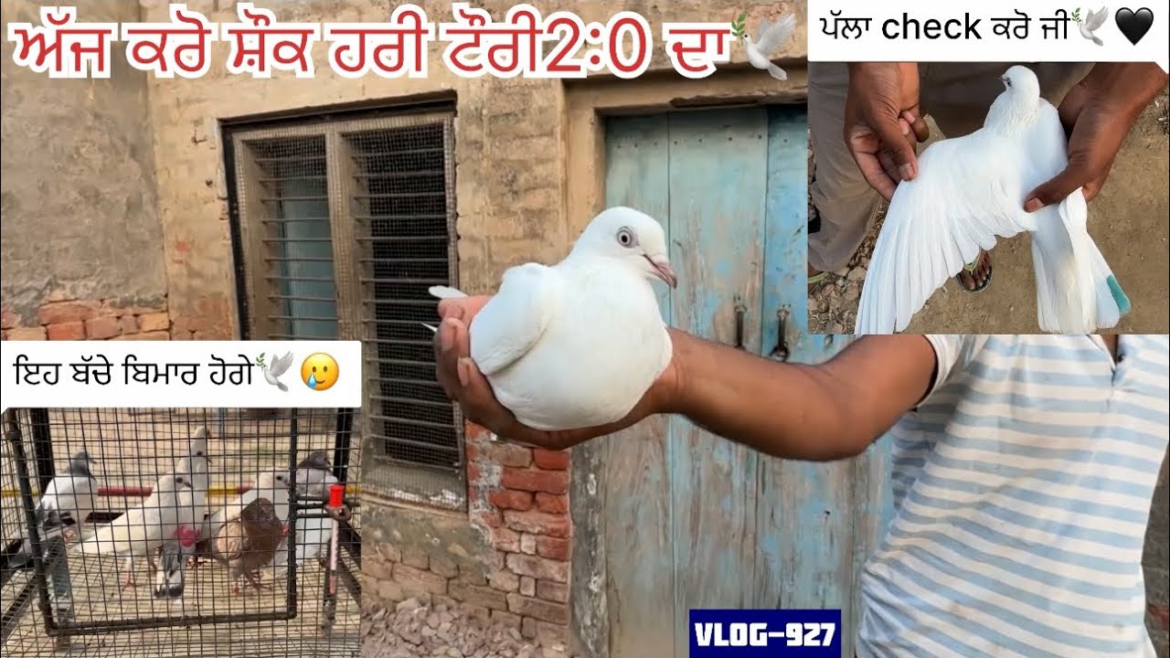 ਲਓ ਜੀ, 7-8 ਛੋਟੇ ਬੱਚੇ ਹੋਰ ਬਿਮਾਰ ਹੋ ਗਏ🕊️🥲, bai ਗੋਰੇ ਆਲੇ ਤੇ ਕੁਝ ਆਪਣੇ ਆਲੇ|| ਕਰੋ ਸ਼ੌਕ ਹਰੀ ਟੌਰੀ ਆਲੀ ਦਾ…