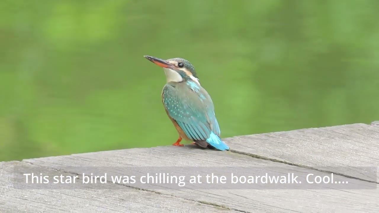 Birding in Singapore - Common Kingfisher at Singapore Botanic Gardens.