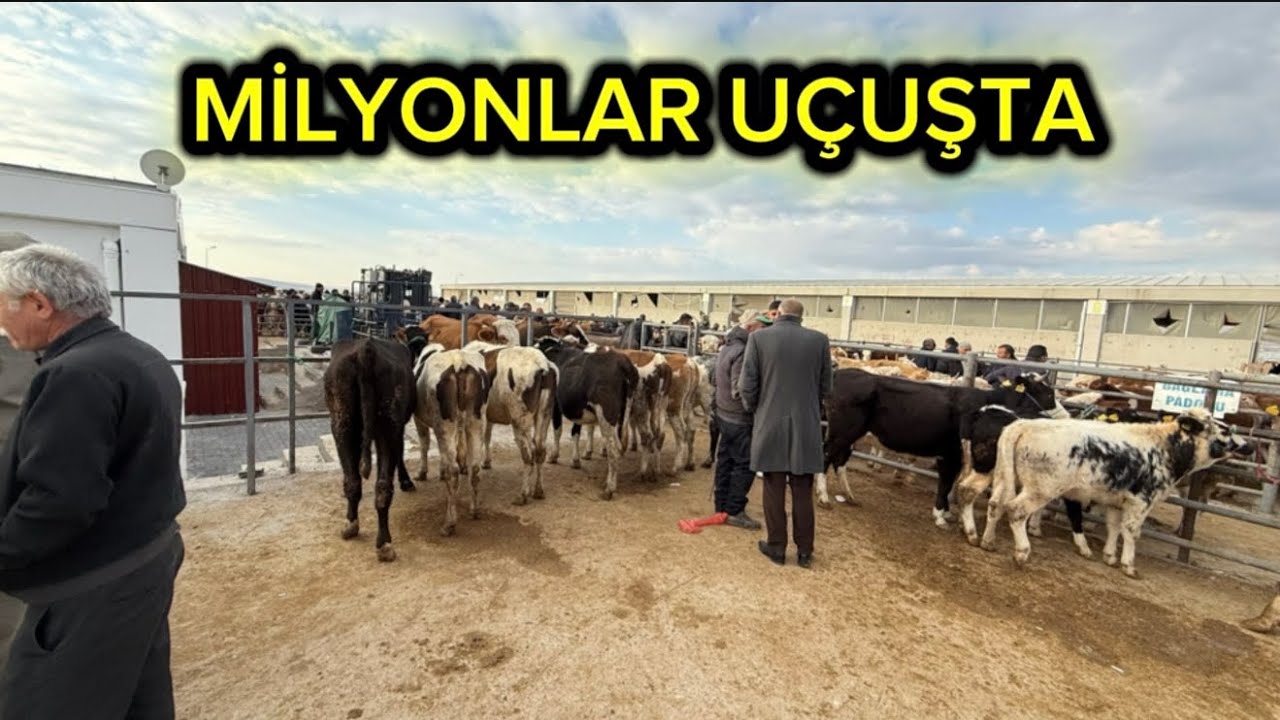 ÇUBUK HAYVAN PAZARI 16 EKİM PERŞEMBE 