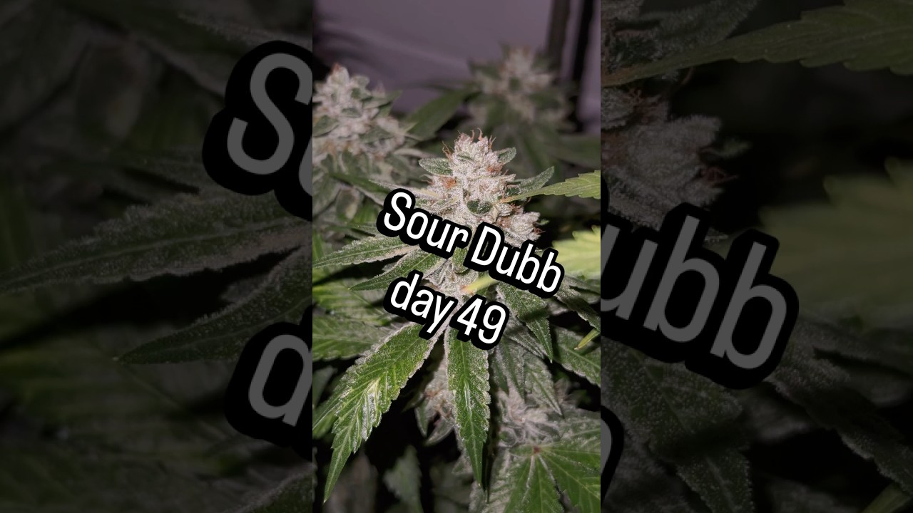 Sour Dubb day 49 (organic)