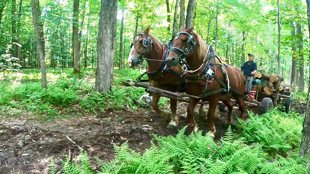 THE CIRCLE OF LIFE & Hauling Firewood with my Draft Horses #495