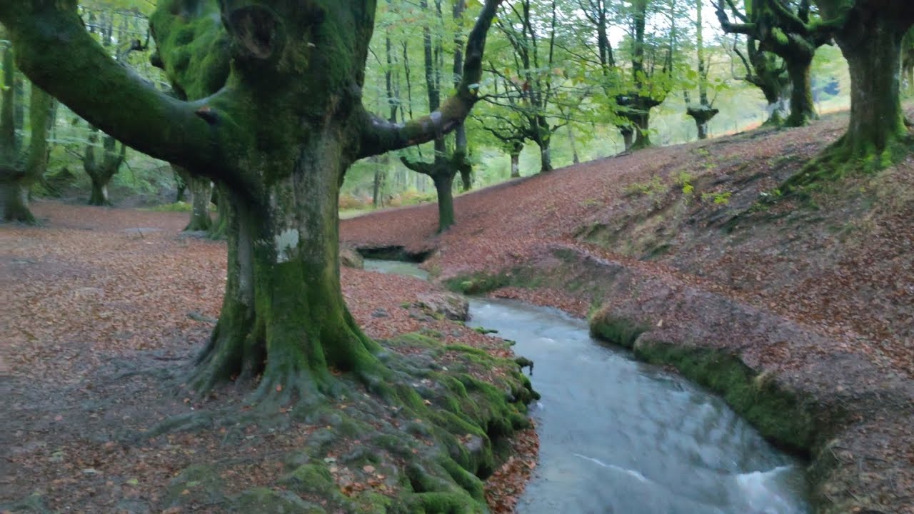 Hayedo de Otzarreta, uno de los hayedos m&aacute;s bonitos de Espa&ntilde;a, Parque Natural del Gorbea (Bizkaia)