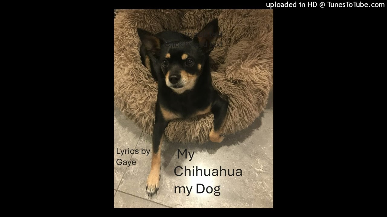 My Chihuahua My Dog