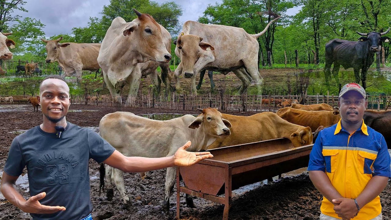 From University  He is now a SUCCESSFUL  Cattle Farmer for Beef Meat Production
