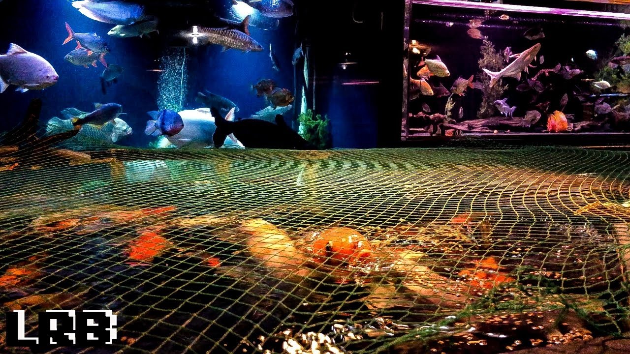 Feeding The Monster Fish at Ohio Fish Rescue