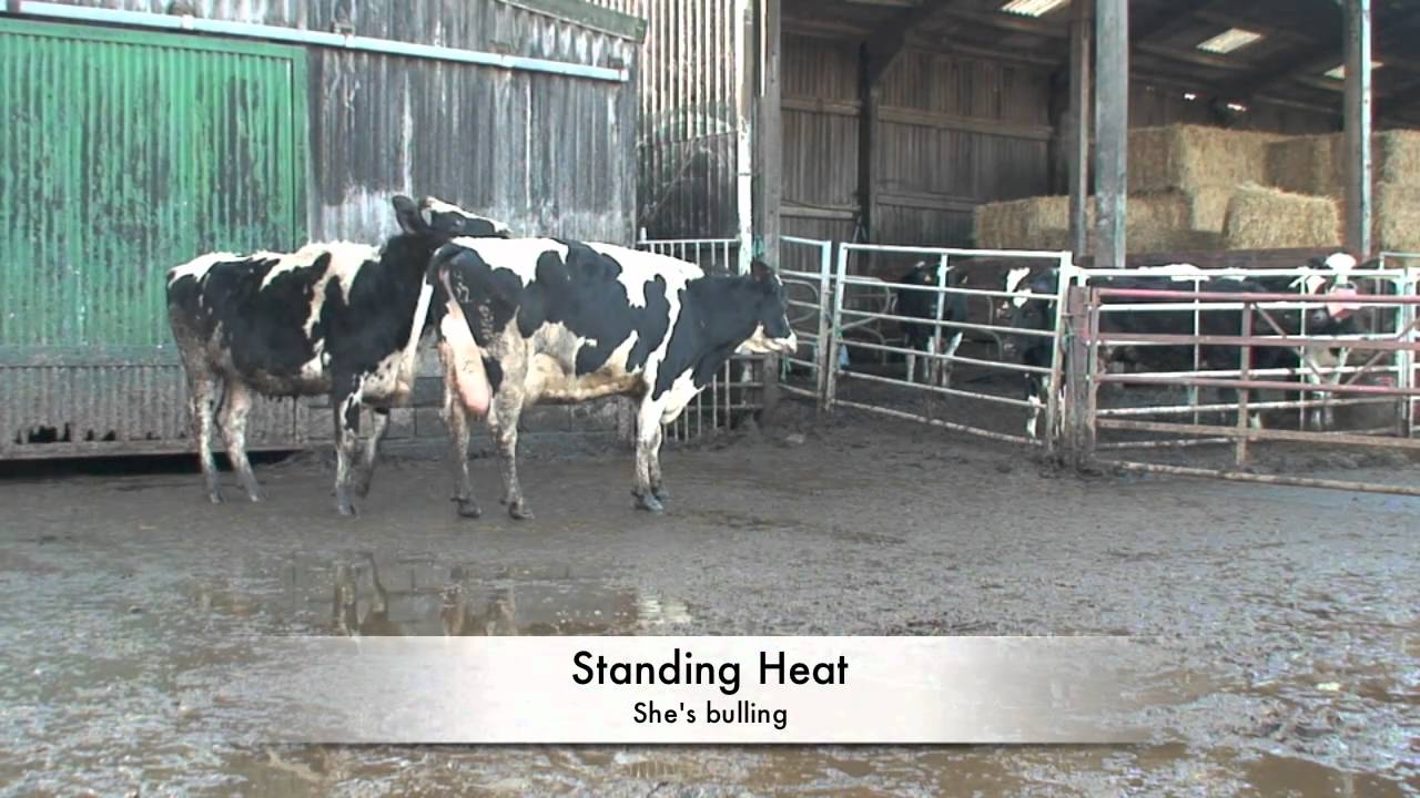 Video tutorial - How to inseminate a cow (AI) with KiwiCross genomic semen