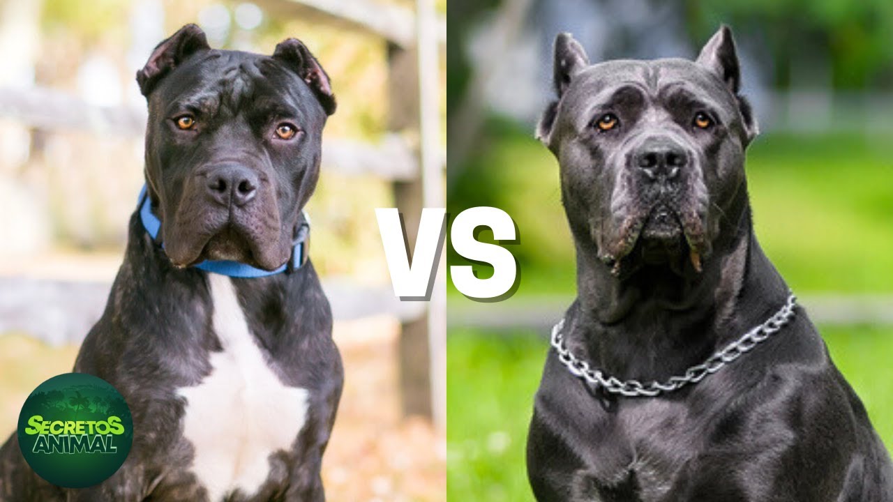 Presa Canario Vs Cane Corso: ¿Cuál Es La Diferencia?