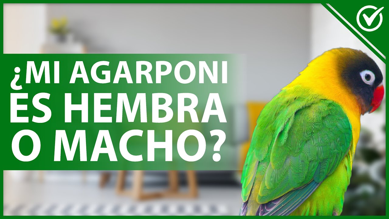 🦜 ¿Cómo saber si tu AGAPORNI es HEMBRA o MACHO? - Todas las características 🦜